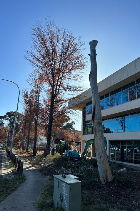 Corporate Tree Pruning Canberra Connelly Trees Jindabyne Snowy Mountains