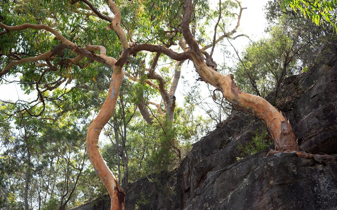 Chipping your Tree Pruning Waste