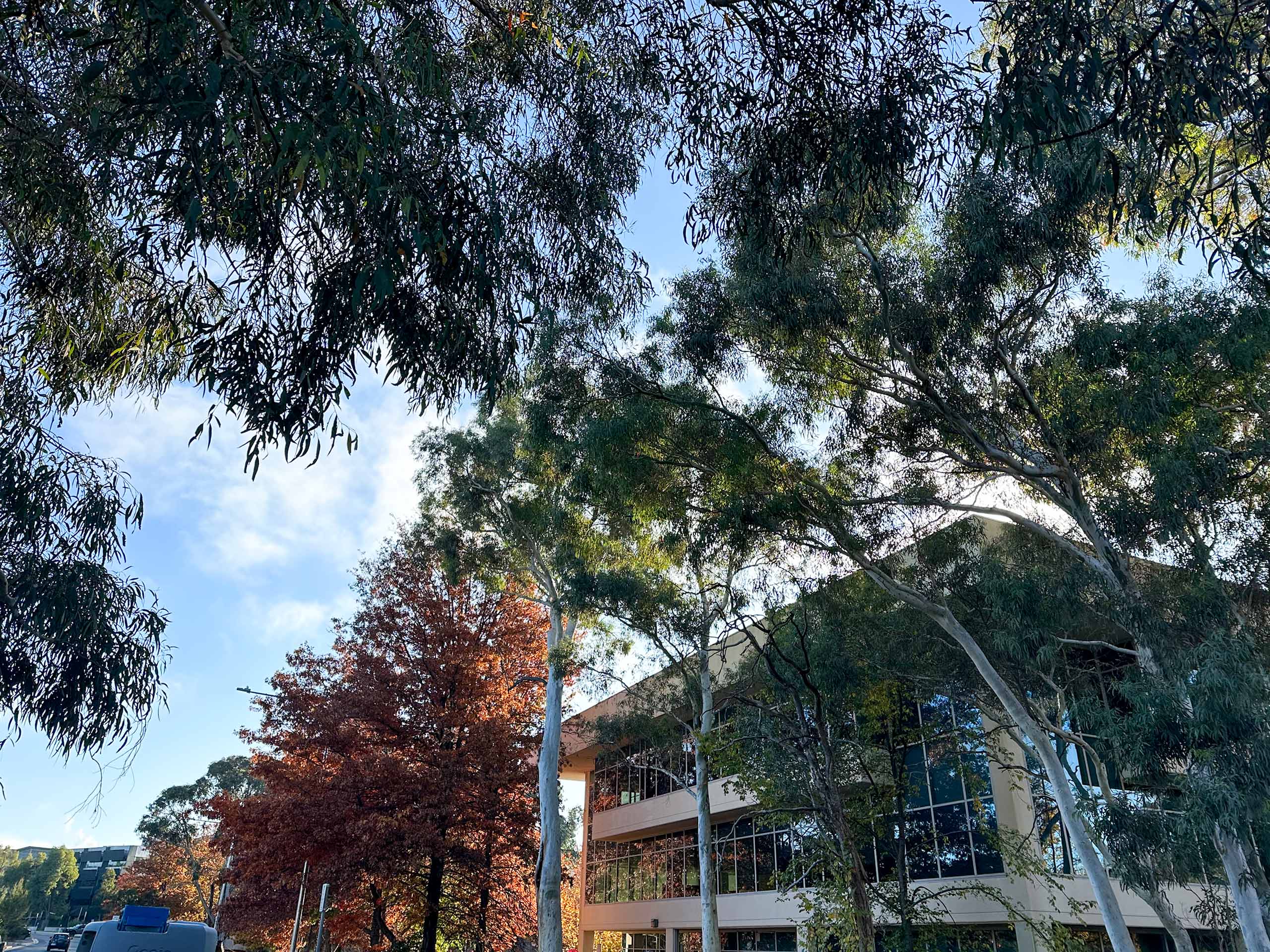 Connelly Trees Commercial Tree Services Canberra