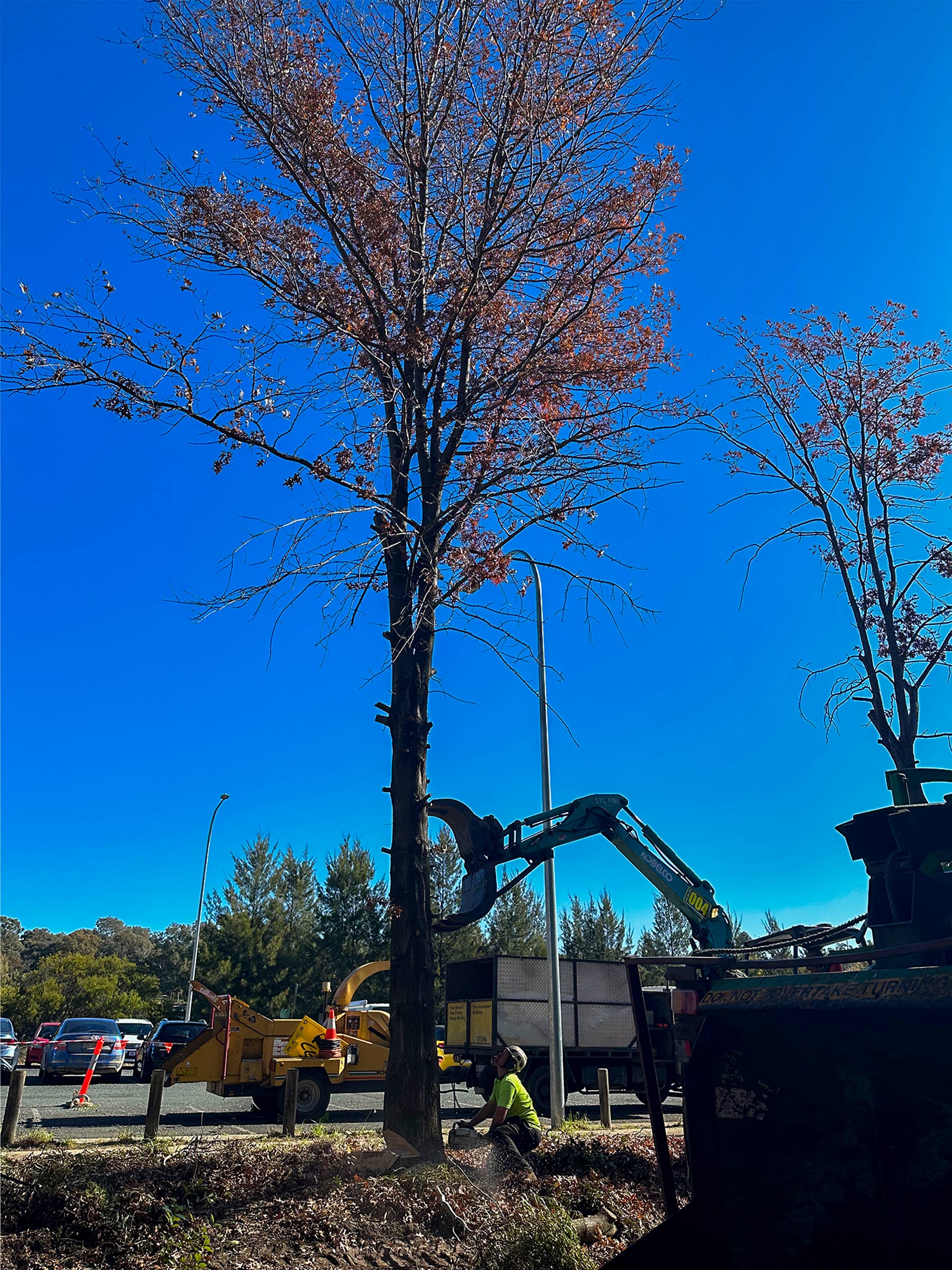 Connelly Trees - Commercial - Residential - Tree Services - Canberra