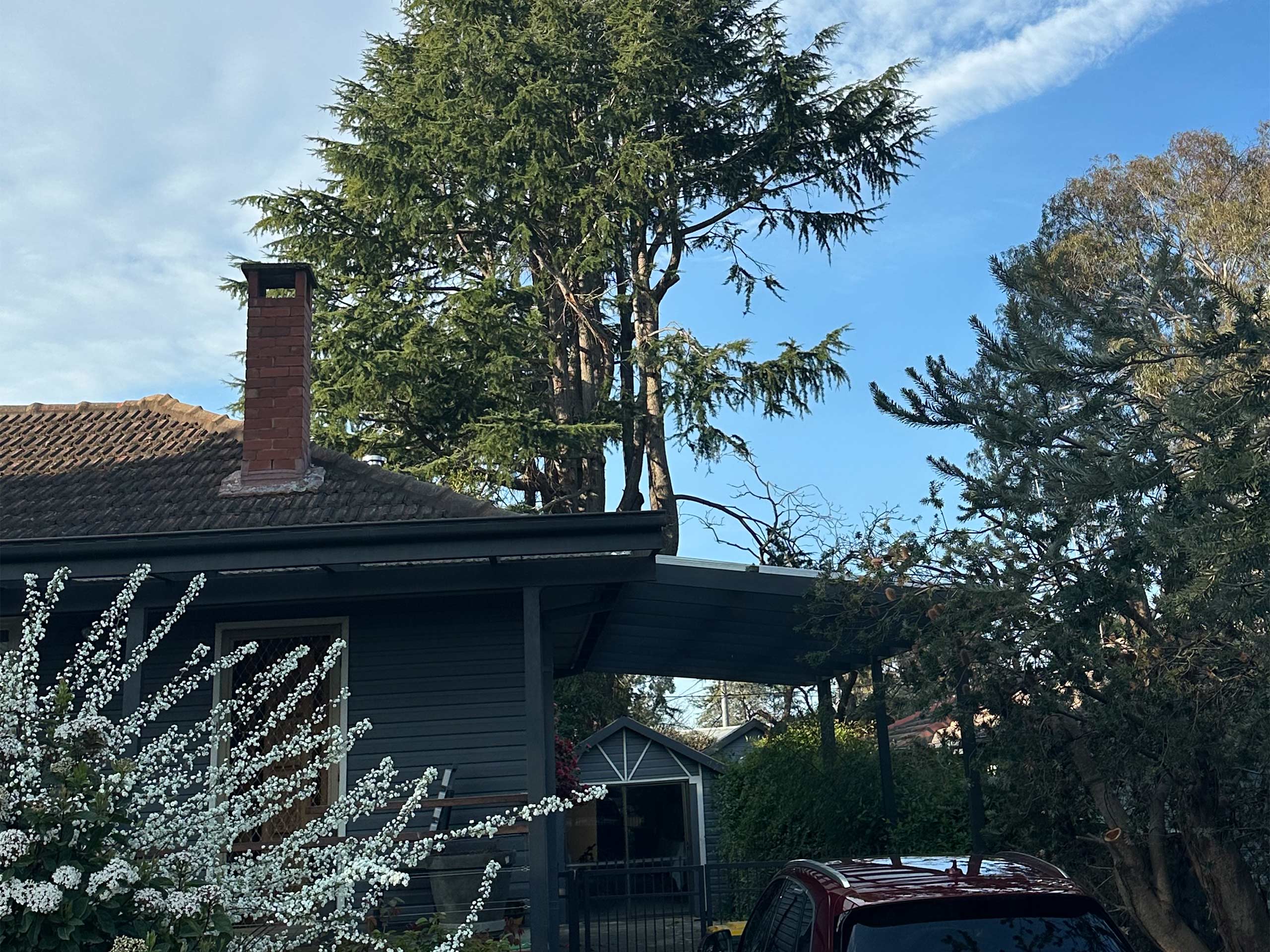Tree Trimming - Connelly Trees - Canberra Tree Loppers