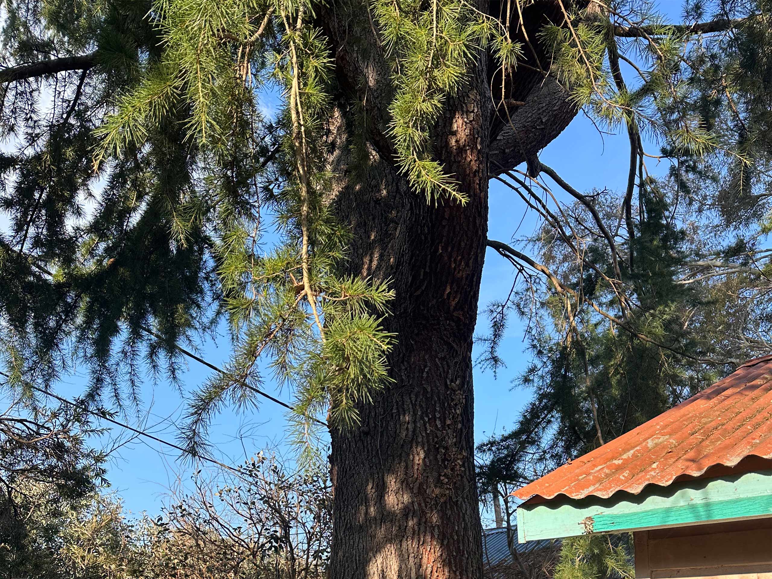 Tree Pruning near Wires - Connelly Trees - Canberra Tree Loppers